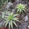 Dyckie e Echinopsis ancistrophora, confine Jujuy -Salta