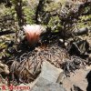 Gymnocalycium spegazzinii ,Quebrada del Toro (Salta)
