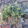 Euphorbia sp., Quebrada del Toro (Salta)