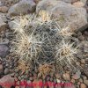 Austrocactus longicarpus