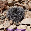 Copiapoa grisoviolacea