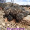 Copiapoa grisoviolacea