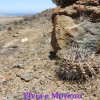 Copiapoa leonensis