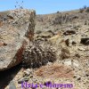 Copiapoa leonensis