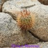 Copiapoa calderana ssp. spinosior