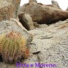 Copiapoa calderana ssp. spinosior