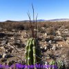 Corrycactus brevistilus