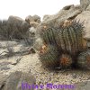 Copiapoa calderana