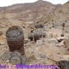 Copiapoa columna alba