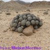 Copiapoa cinerascens