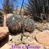 Copiapoa grisoviolacea