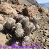 Copiapoa cinerea albispina