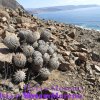 Copiapoa cinerea albispina