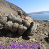 Copiapoa cinerea albispina