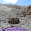 Copiapoa solaris