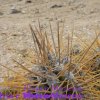 Copiapoa solaris