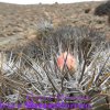 Copiapoa solaris