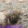 Copiapoa solaris