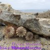 Copiapoa areomiphiana