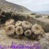 Copiapoa areomiphiana