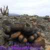 Copiapoa haseltoniana