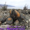 Copiapoa haseltoniana