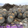 Copiapoa haseltoniana