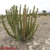 Fouquieria sp. (Ibrido naturale shrevei x splendens)