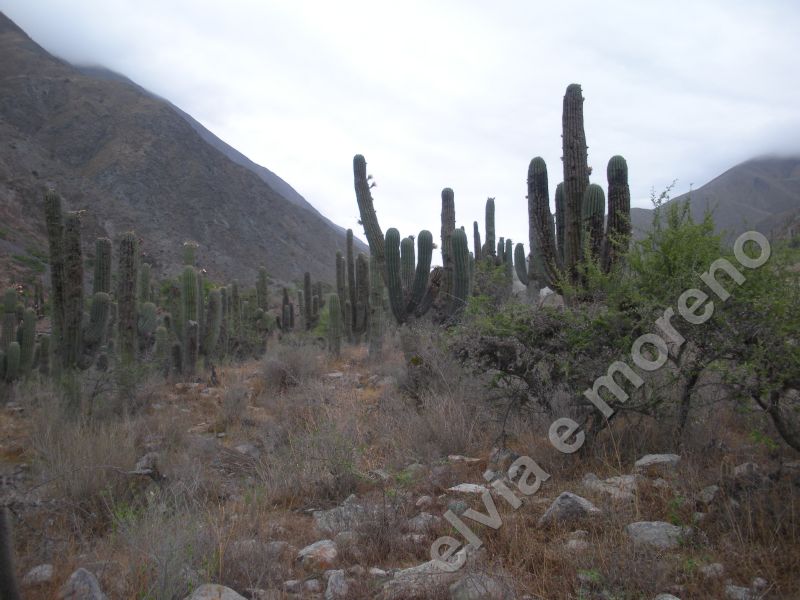 Quebrada del Toro