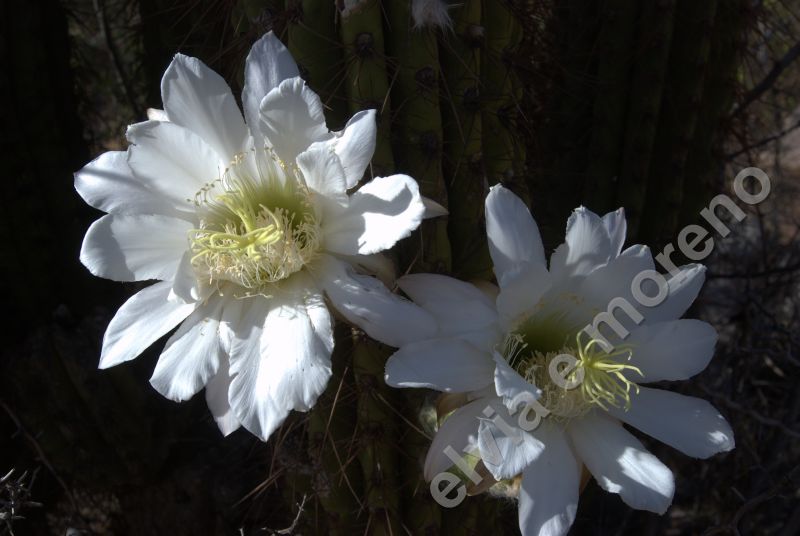 Trichocereus schickendantzii flowers