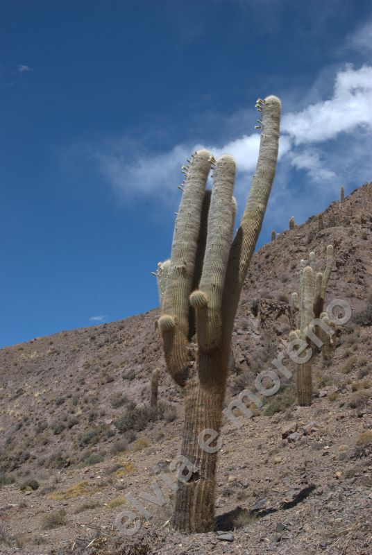 Trichocereus pasacana