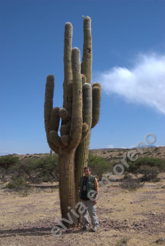 Trichocereus pasacana