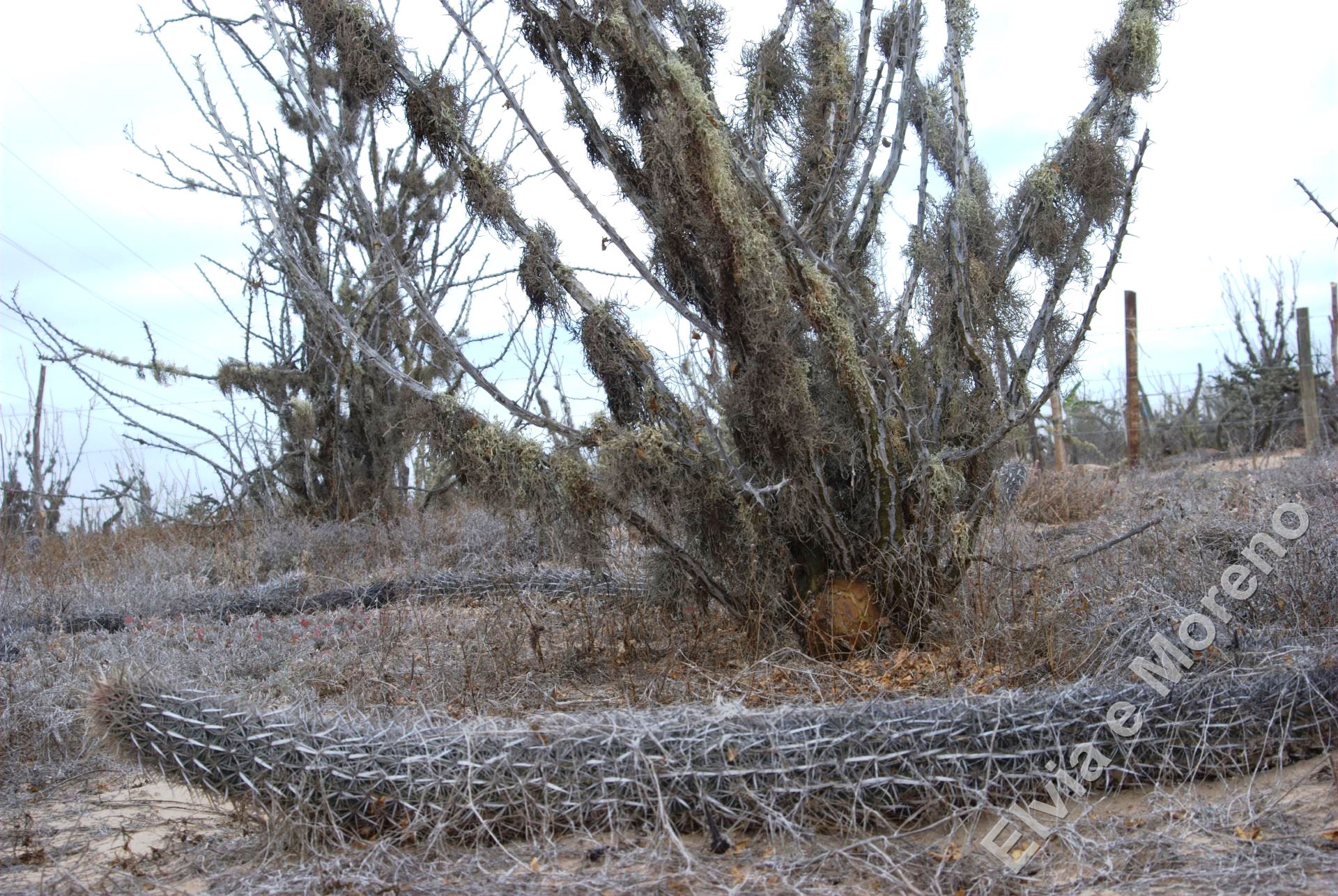 Machaerocereus eruca