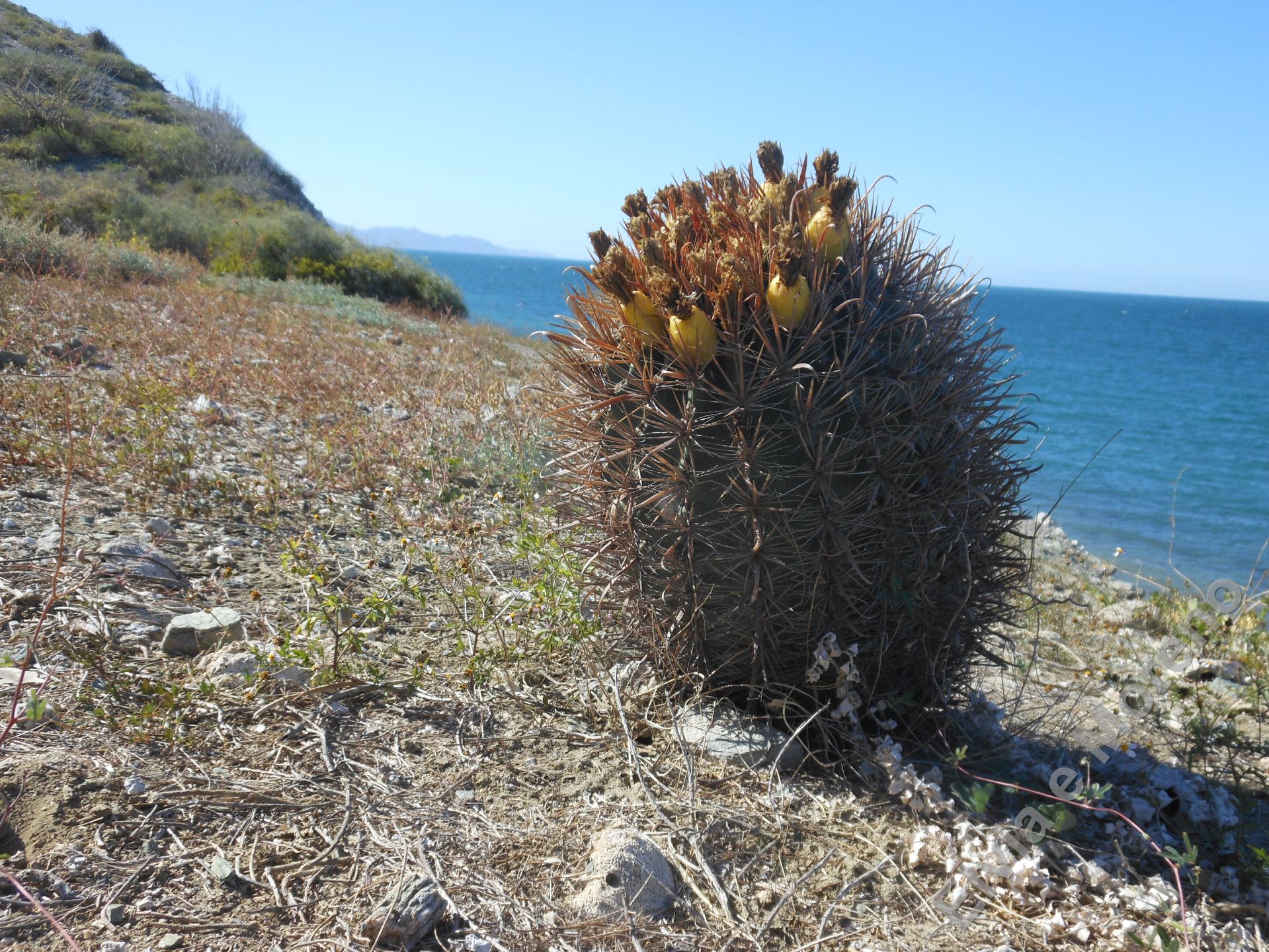 Ferocactus Santa Maria