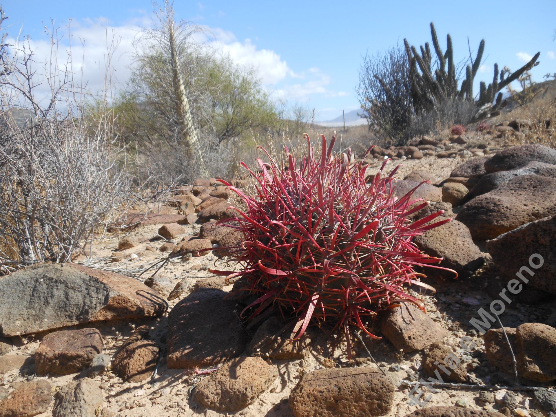 Ferocactus gracilis ssp. gracilis