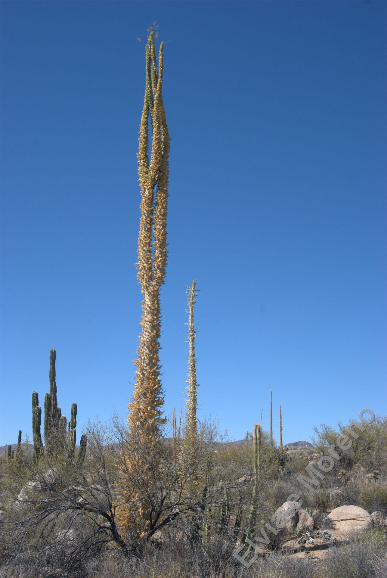 Fouquieria (Idra) columnaris