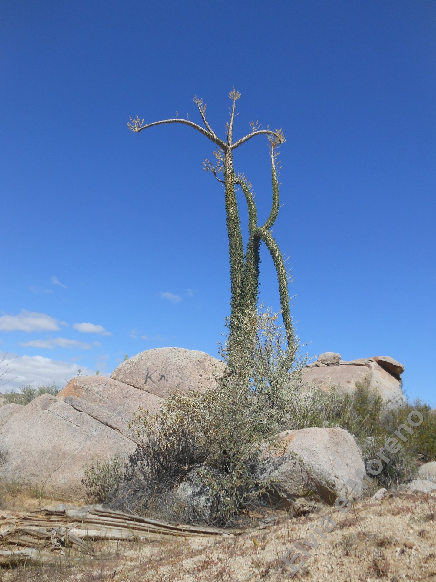 Fouquieria (Idra) columnaris