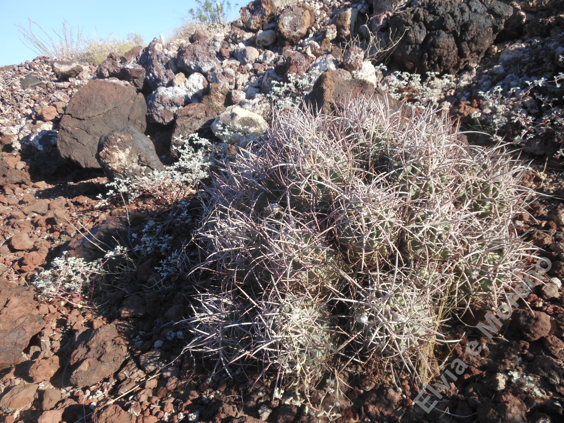 Echinocactus polycephalus