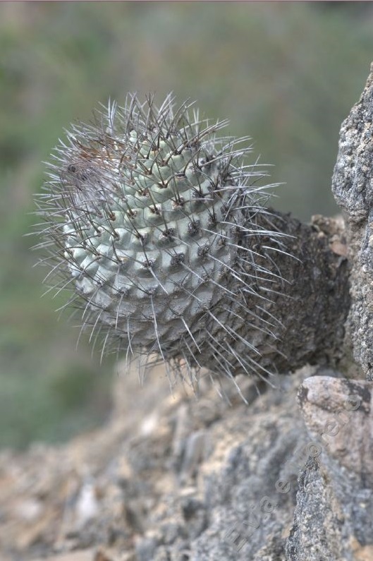 Strombocactus corregidorae