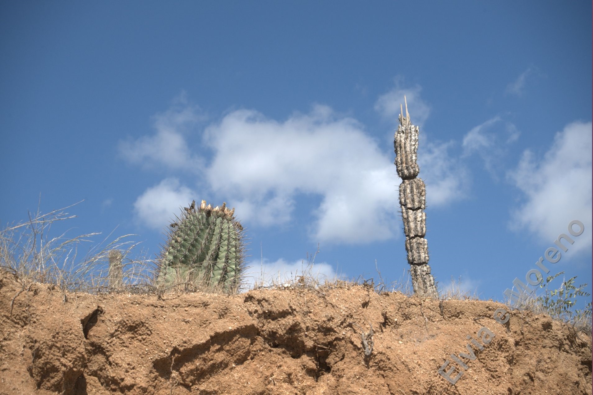 Ferocactus peninsulae