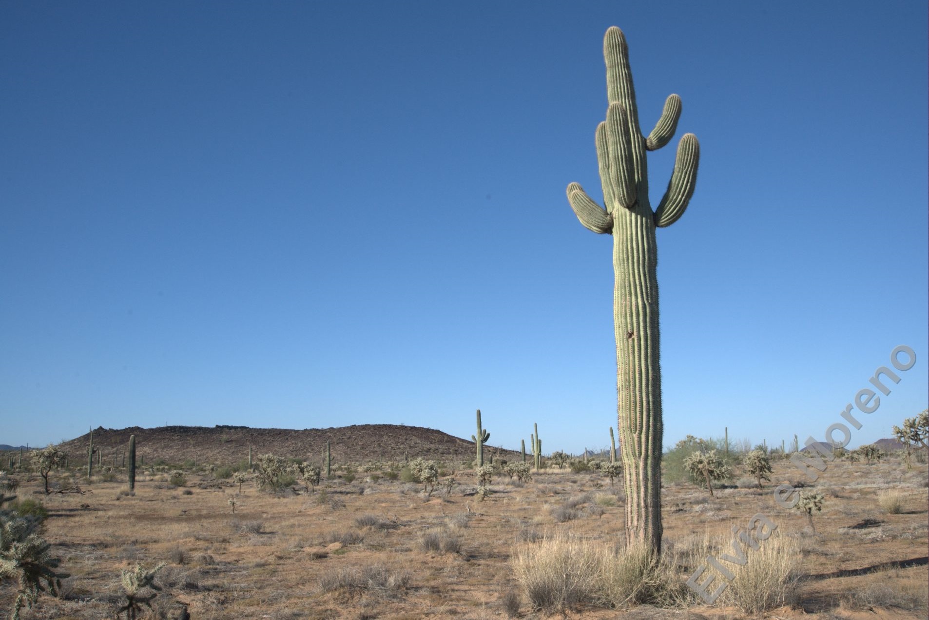 Saguaro