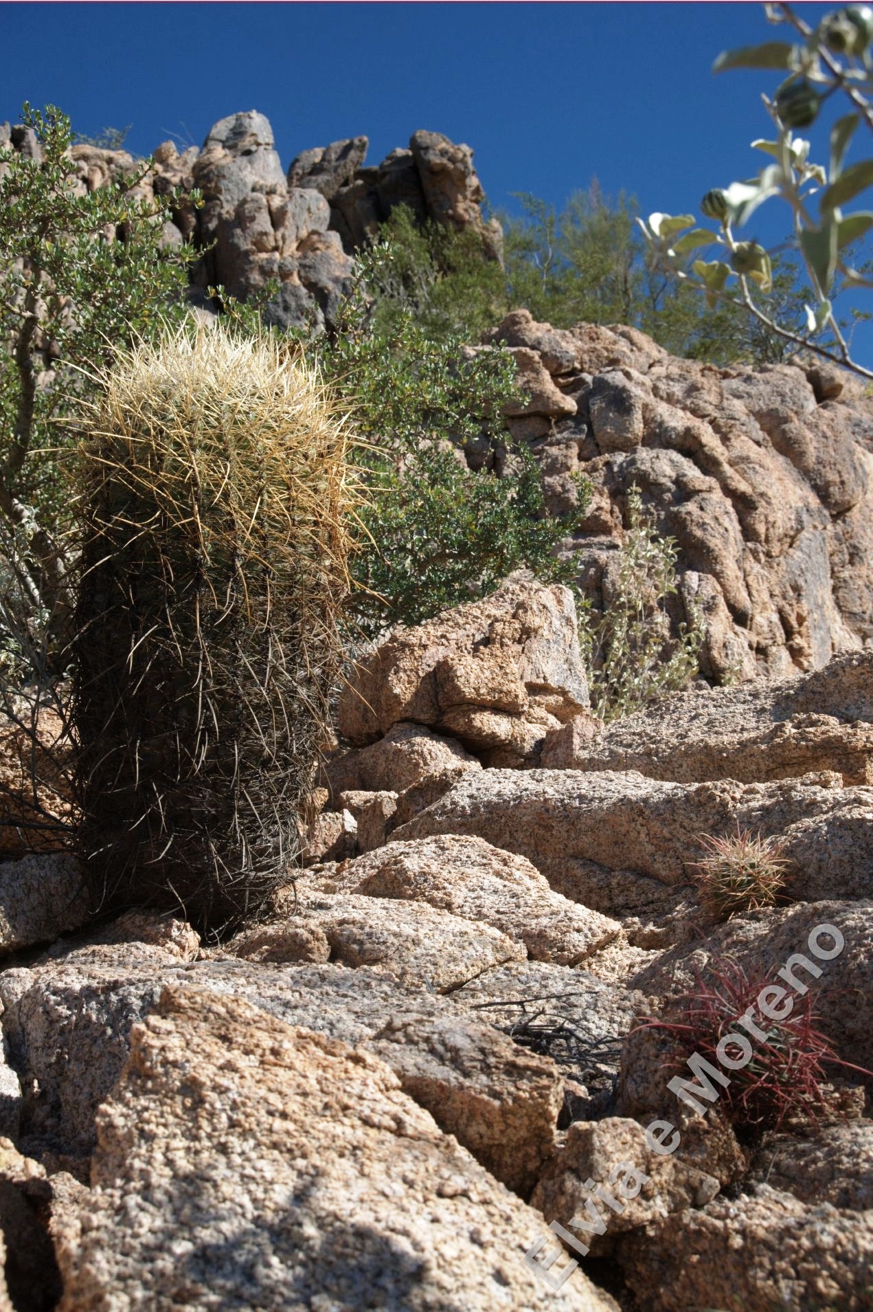 Ferocactus acanthoides ssp. lecontei