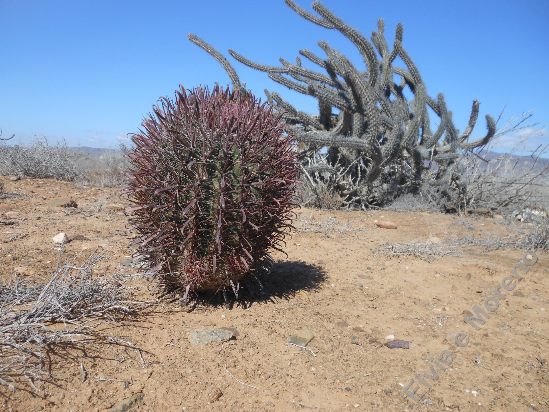 Ferocactus gracilis ssp. coloratus