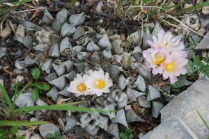 Ariocarpus Furfuraceus Paloma