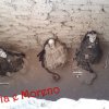 Mummie di Chauchilla