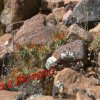 Austrocylindropuntia floccosa ssp.atroviridis