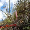 Tillandsia sp.