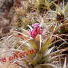 Tillandsia sp.