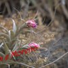 Tillandsia sp.