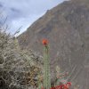 Corryocactus erectus